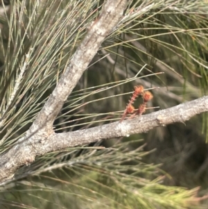 Allocasuarina littoralis at Lower Borough, NSW - 24 Jul 2024