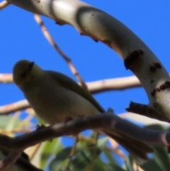 Ptilotula penicillata (White-plumed Honeyeater) at Opalton, QLD - 25 Jul 2024 by lbradley