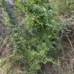 Asparagus asparagoides (Bridal Creeper, Florist's Smilax) at Bruce, ACT - 25 Jul 2024 by JVR