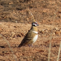 Geophaps plumifera (Spinifex Pigeon) at Opalton, QLD - 25 Jul 2024 by lbradley