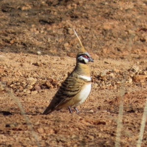 Geophaps plumifera at Opalton, QLD - 25 Jul 2024