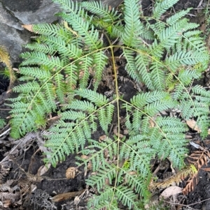 Pteridium esculentum at Bulee, NSW - 24 Jul 2024