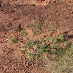 Eremophila alatisepala at Opalton, QLD - 25 Jul 2024