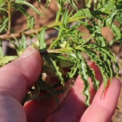 Eremophila alatisepala at Opalton, QLD - 25 Jul 2024 09:50 AM