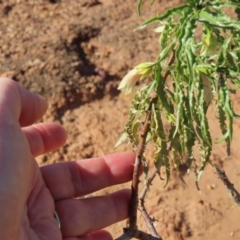 Eremophila alatisepala at Opalton, QLD - 25 Jul 2024