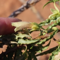 Eremophila alatisepala at Opalton, QLD - 25 Jul 2024