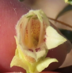 Eremophila alatisepala at Opalton, QLD - 25 Jul 2024 09:50 AM