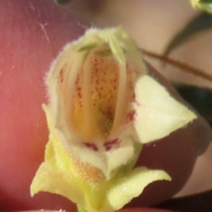 Eremophila alatisepala at Opalton, QLD - 25 Jul 2024