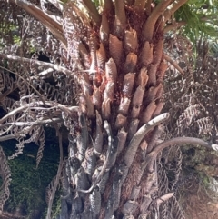 Cyathea australis subsp. australis (Rough Tree Fern) at Bulee, NSW - 24 Jul 2024 by JaneR