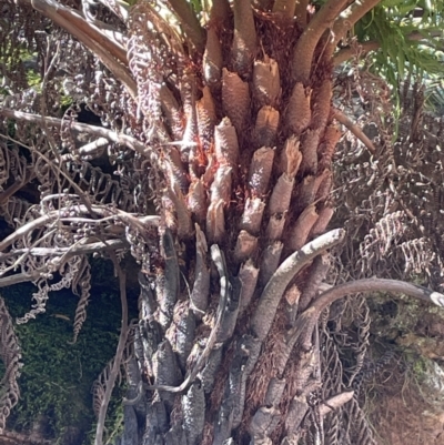 Cyathea australis subsp. australis (Rough Tree Fern) at Bulee, NSW - 24 Jul 2024 by JaneR