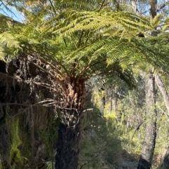 Cyathea australis subsp. australis at Bulee, NSW - 24 Jul 2024