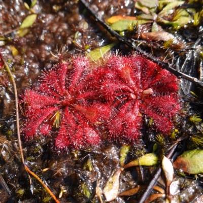 Drosera spatulata (Common Sundew) at Bulee, NSW - 24 Jul 2024 by RobG1