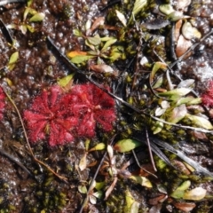 Drosera spatulata at Bulee, NSW - 24 Jul 2024