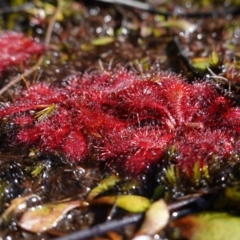 Drosera spatulata at Bulee, NSW - 24 Jul 2024