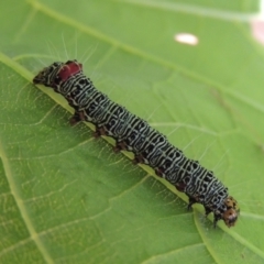 Phalaenoides glycinae (Grapevine Moth) at Conder, ACT - 14 Feb 2024 by MichaelBedingfield