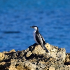 Microcarbo melanoleucos (Little Pied Cormorant) at Rosedale, NSW - 22 Jul 2024 by jb2602