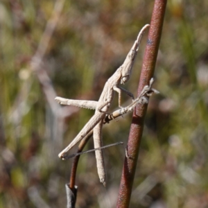 Heide amiculi at Bulee, NSW - 24 Jul 2024