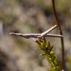 Heide amiculi at Bulee, NSW - 24 Jul 2024