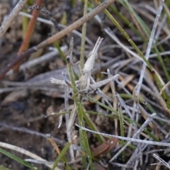 Heide amiculi at Bulee, NSW - 24 Jul 2024