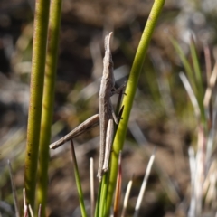 Heide amiculi at Bulee, NSW - 24 Jul 2024