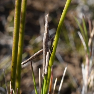 Heide amiculi at Bulee, NSW - 24 Jul 2024