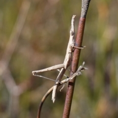 Heide amiculi at Bulee, NSW - 24 Jul 2024