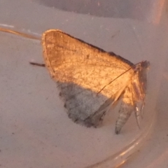 Psilosticha absorpta (Fine-waved Bark Moth) at Borough, NSW - 23 Jul 2024 by Paul4K