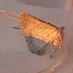 Psilosticha absorpta (Fine-waved Bark Moth) at Borough, NSW - 24 Jul 2024 by Paul4K