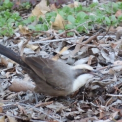 Pomatostomus temporalis temporalis (Grey-crowned Babbler) at Emerald, QLD - 21 Jul 2024 by lbradley