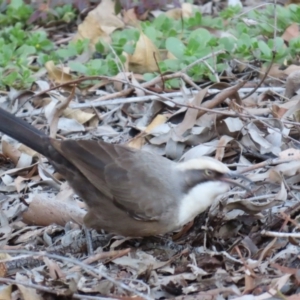 Pomatostomus temporalis temporalis at Emerald, QLD - 21 Jul 2024 04:30 PM