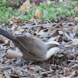 Pomatostomus temporalis temporalis at Emerald, QLD - 21 Jul 2024