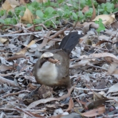 Pomatostomus temporalis temporalis at Emerald, QLD - 21 Jul 2024