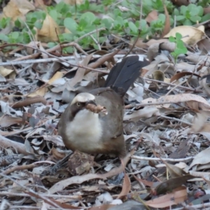 Pomatostomus temporalis temporalis at Emerald, QLD - 21 Jul 2024 04:30 PM