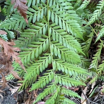 Todea barbara (King Fern) at Bulee, NSW - 24 Jul 2024 by JaneR