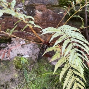 Todea barbara at Bulee, NSW - 24 Jul 2024