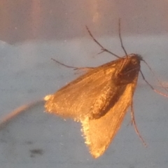 Lepidoscia (genus) ADULT (A Case moth) at Borough, NSW - 23 Jul 2024 by Paul4K