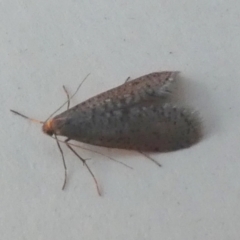 Lepidoscia (genus) ADULT (A Case moth) at Borough, NSW - 24 Jul 2024 by Paul4K