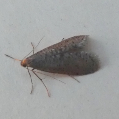 Lepidoscia (genus) ADULT (A Case moth) at Borough, NSW - 24 Jul 2024 by Paul4K