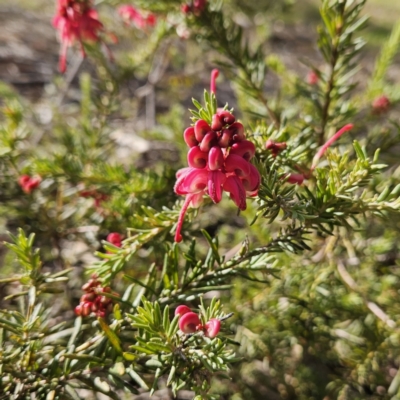 Grevillea (genus) (Grevillea) at Higgins, ACT - 25 Jul 2024 by Untidy