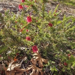 Grevillea sp. at Higgins, ACT - 25 Jul 2024