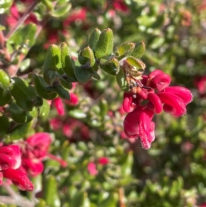 Grevillea baueri at Sassafras, NSW - 24 Jul 2024