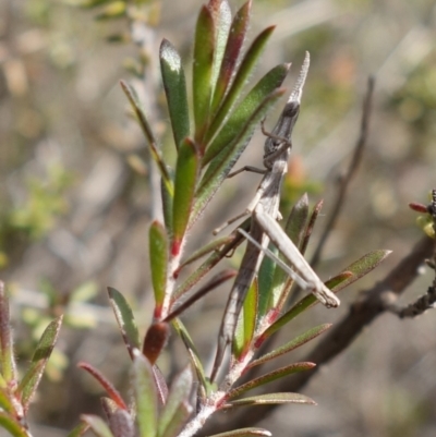 Heide amiculi (Heath Matchstick) at Bulee, NSW - 24 Jul 2024 by RobG1