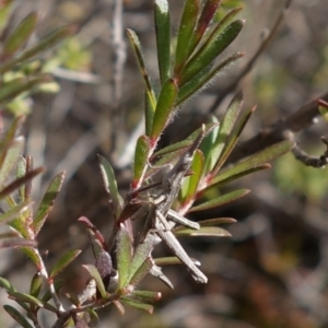 Heide amiculi at Bulee, NSW - 24 Jul 2024