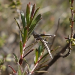 Heide amiculi at Bulee, NSW - 24 Jul 2024