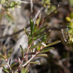 Heide amiculi at Bulee, NSW - 24 Jul 2024