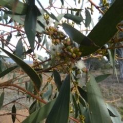 Eucalyptus pauciflora subsp. pauciflora (White Sally, Snow Gum) at Queanbeyan West, NSW - 24 Jul 2024 by Paul4K