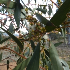 Eucalyptus pauciflora subsp. pauciflora (White Sally, Snow Gum) at Queanbeyan West, NSW - 25 Jul 2024 by Paul4K