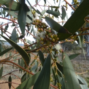 Eucalyptus pauciflora subsp. pauciflora at Queanbeyan West, NSW - 25 Jul 2024 09:24 AM