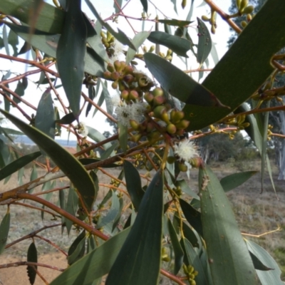 Eucalyptus pauciflora subsp. pauciflora (White Sally, Snow Gum) at Queanbeyan West, NSW - 25 Jul 2024 by Paul4K