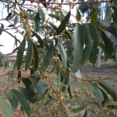 Eucalyptus pauciflora subsp. pauciflora at Queanbeyan West, NSW - 25 Jul 2024 09:24 AM